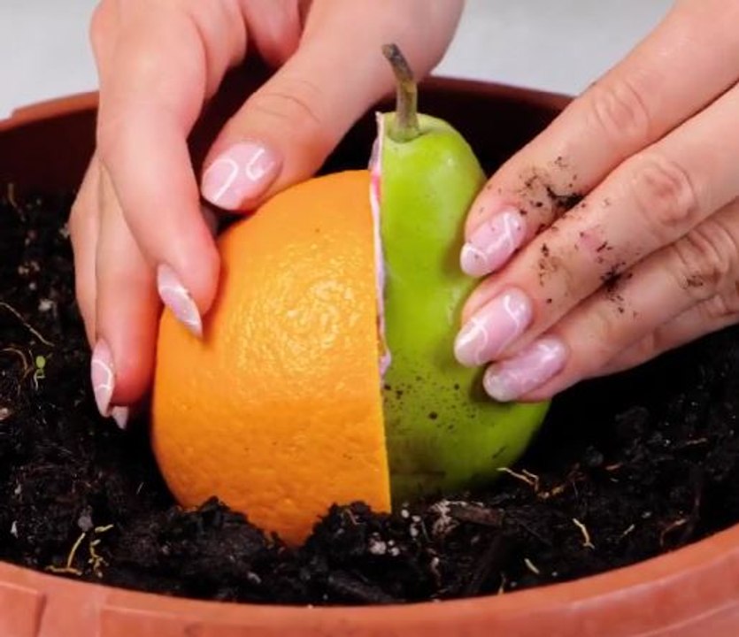 Unexpected tips to transform your garden!