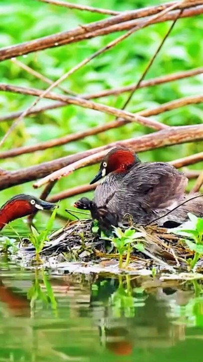 beautiful ️️️ Bird ️