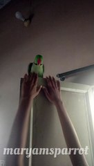 Dancing parrot