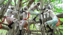 Don`t Miss Exclusively Monkey Funniest Comedy Video  Viral Funny Video 2024