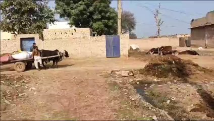 Akhan Log Sayany - Punjabi Akhan and muhavare - #punjabiculture #punjabi