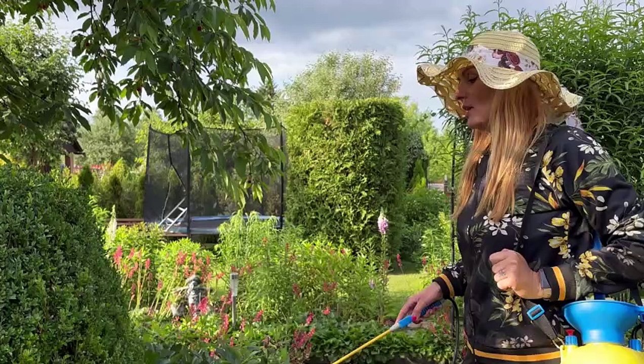 Oprysk na ćmę bukszpanową - domowy trik Pani Patrycji