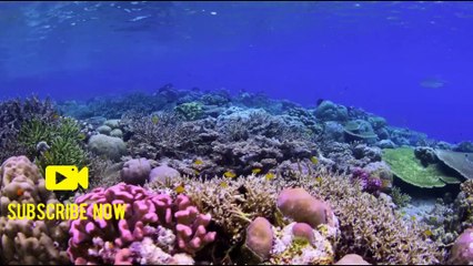 Nature's Symphony: A Visual Ode to Mother Earth