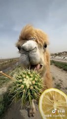 #fuuny#video#daily #viral#shorts