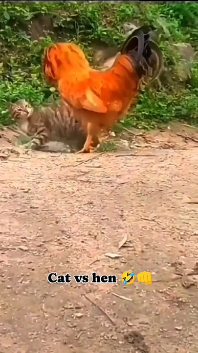 Hen vs Cat