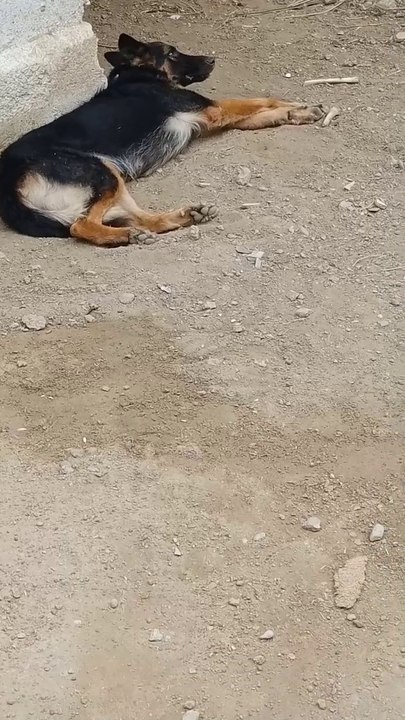 My german shepherd