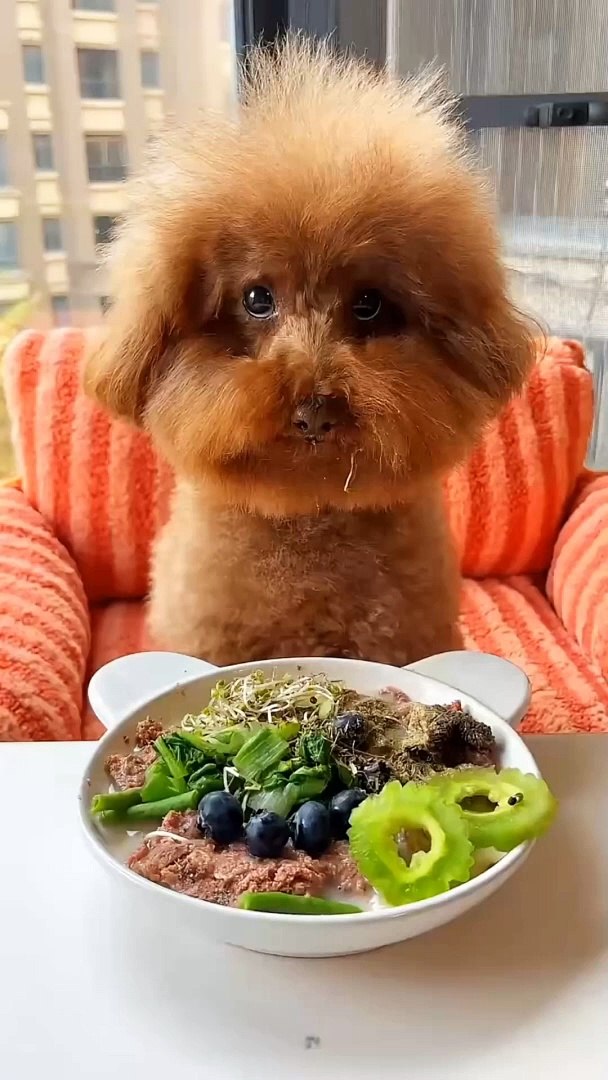 Funny videos. Entertainment video.