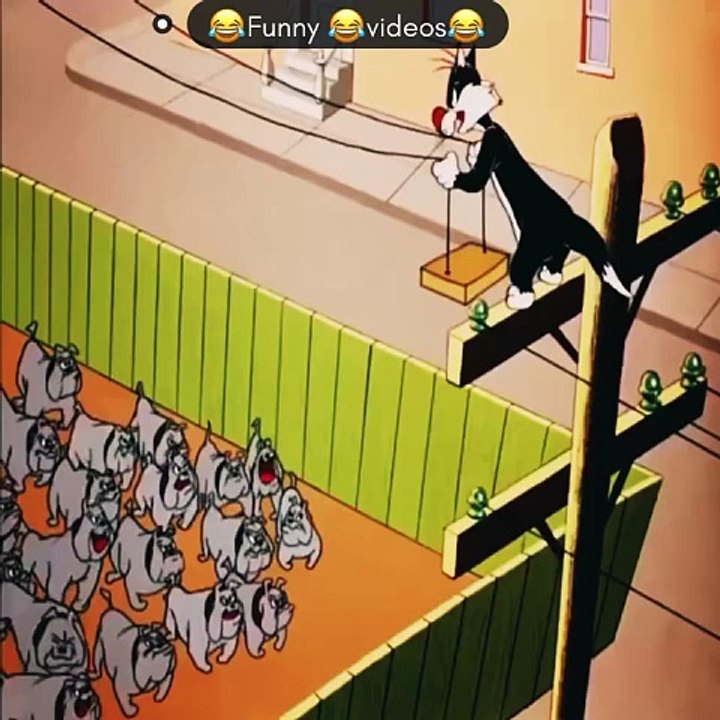 Tom and Jerry: Black Cat vs. Scooby Dog Showdown! 