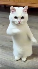 Beautiful cat dances to the beat of the music(MP4)