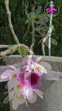 Breathtaking Orchid Blooms A Captivating Showcase of Natures Beauty ninjaorchids