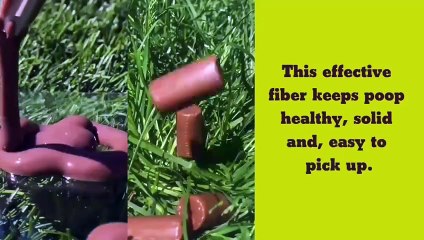 Prebiotic Gut Health Superpower - Super Pet Total Health