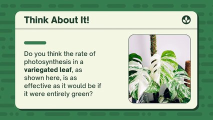 Interesting video of photosyntehsis / Photosynthesis Educational Video in Green Light Green Flat Graphic Flat Car_20240609_065437_0001