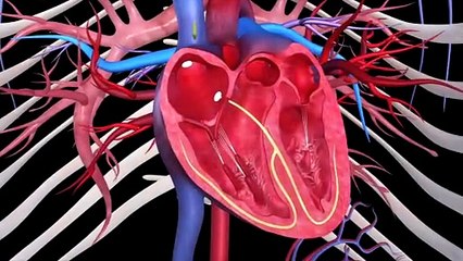 How the heart works l 3D Tour of the heart