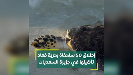 إطلاق 50 سلحفاة بحرية معاد تأهيلها في جزيرة السعديات