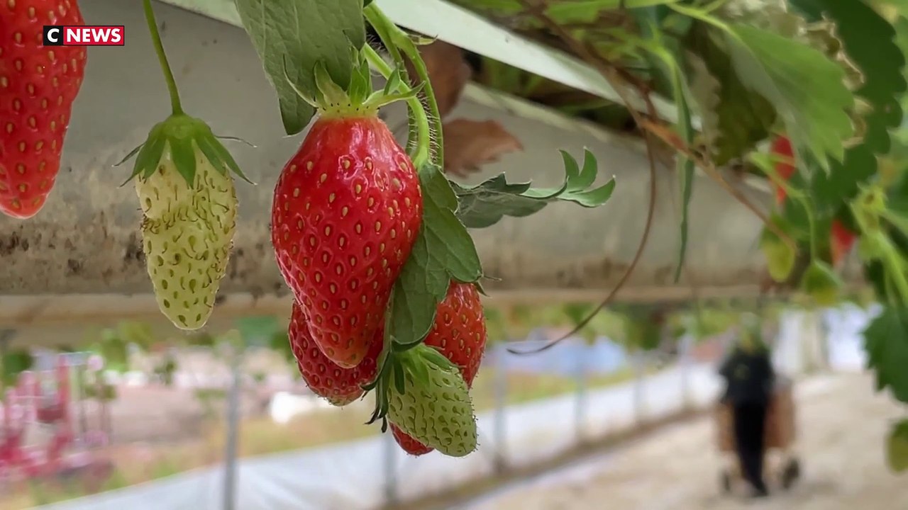 Consommation : Le prix des fraises est en chute libre