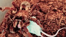 Giant spider-eating opossums 2024 - Horrifying Discovery In The  World