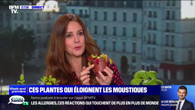 Basilic, menthe poivrée, ail... Quelles sont les plantes qui éloignent les moustiques ?