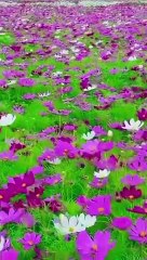 Quran recitation ll beautiful recitation of Quran