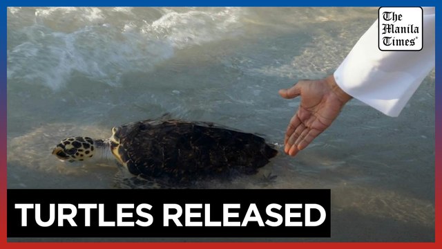 50 rehabilitated sea turtles released in Abu Dhabi