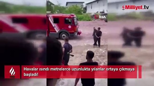 Havalar ısındı metrelerce uzunlukta yılanlar ortaya çıkmaya başladı! Uzmanından uyarı
