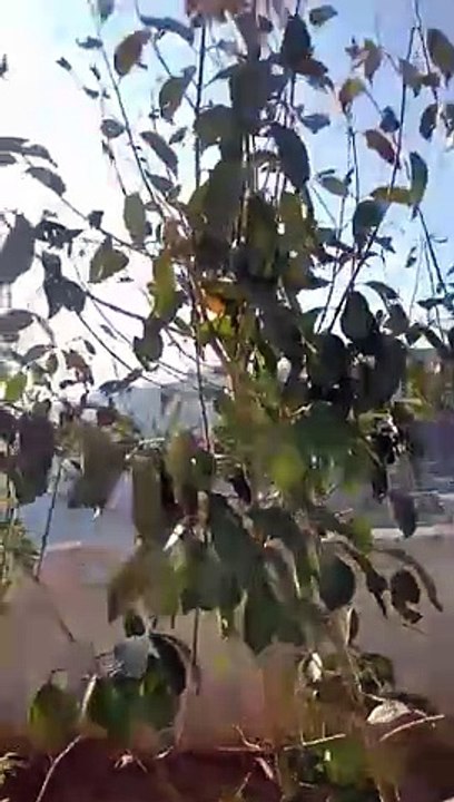 Pakistan Beautiful Hill Station Murree