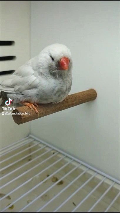 Finch Mutation