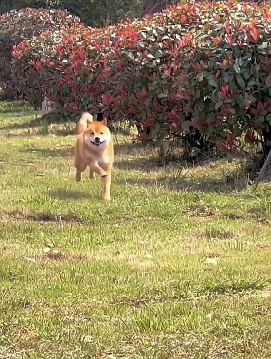 Dog funny video