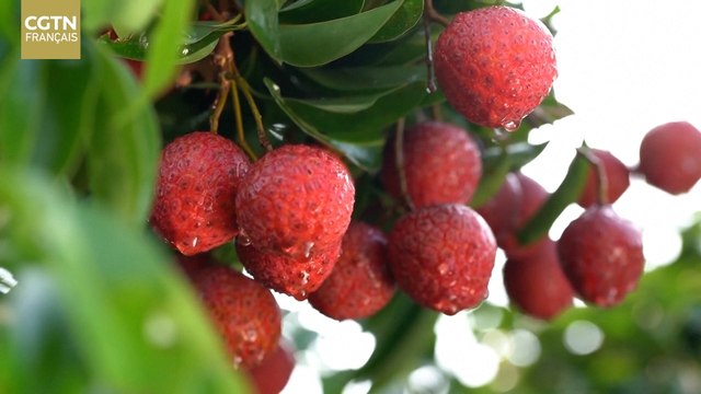 La technologie permet de conserver la fraîcheur du litchi à Maoming