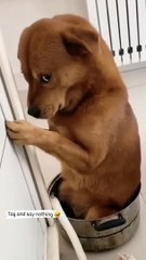 dog funny reels video funny video status  trending  video  comedy status