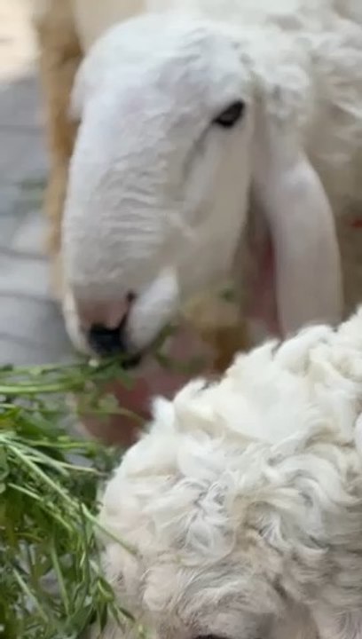 Eid ul Adha 2024