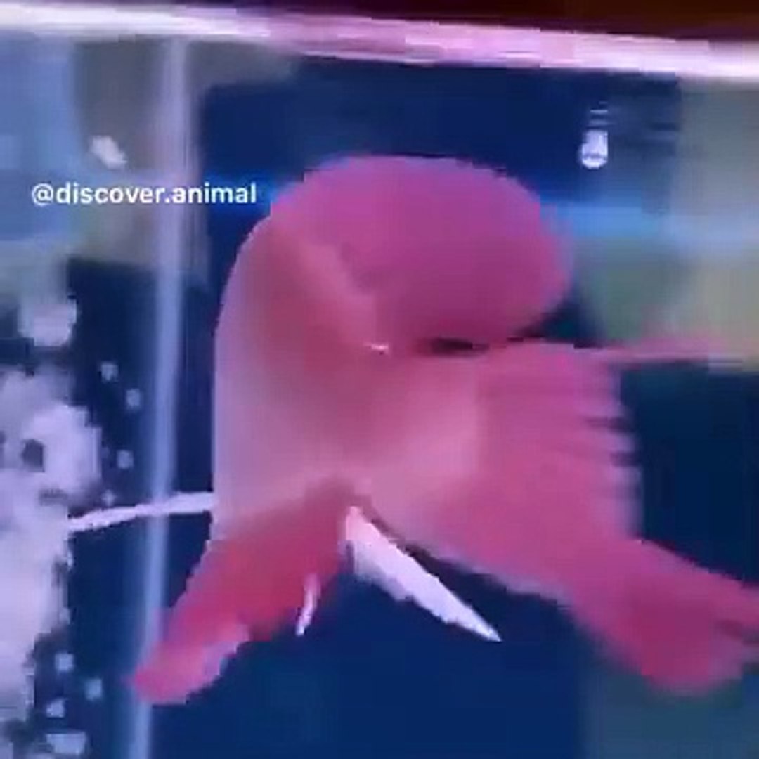 ⁣Funniest Animals  - Awesome Funny Animals' Life Videos  - Cutest Animals Ever