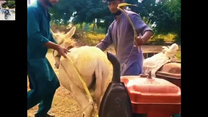 NEW VIRAL VIDEO COMEDY लोट पोट कर हंसने लगेंगे