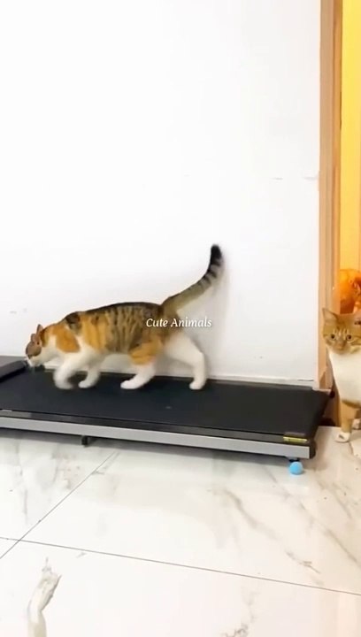 Funniest Videos 2023