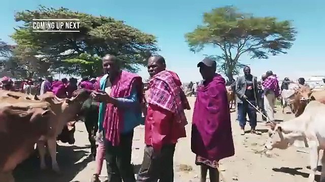 Safari of a Lifetime in Maasai Mara Kenya S7 EP.26 - Pakistan to South Africa- wildlens by abrar