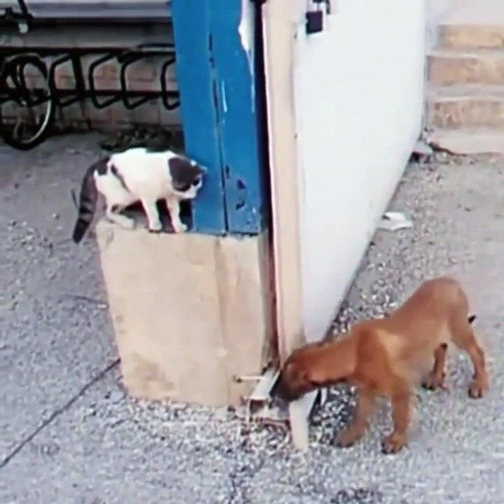 Very funny cats fighting videos ||Cat vs dog playing video ||best funny animals shorts