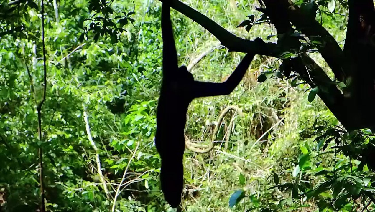 Animals and Jungle
