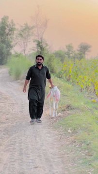 Akhir_Qurbani_Ka_Bakra_Kyun_Becha%F0%9F%A4%94___%E0%A4%86%E0%A4%96%E0%A4%BF%E0%A4%B0_%E0%A4%95%E0%A5%81%E0%A4%B0%E0%A5%8D%E0%A4%AC%E0%A4%BE%E0%A4%A8%E0%A5%80_%E0%A4%95%E0%A4%BE_%E0%A4%AC%E0%A4%95%E0%A4%B0%E0%A4%BE_%E0%A4%95(1080p)