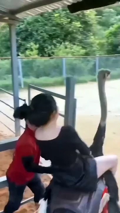 Funny Animal_s 2024 -(HD)