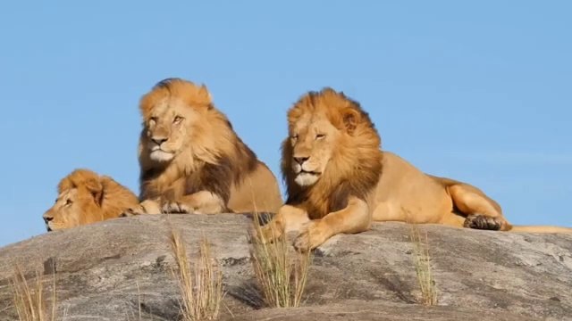 Surah Ar-Rahman(سورة الرحمن)Best creative tilawat Quran majeen in the world