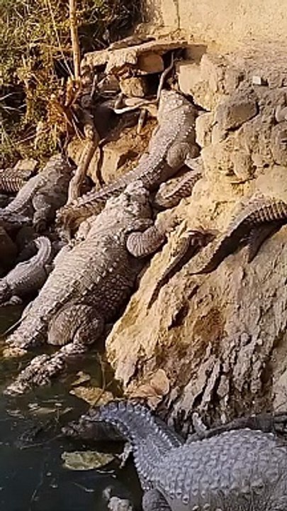 Crocodiles