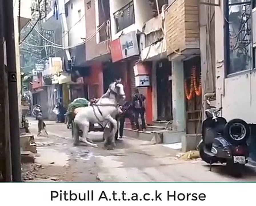 Pitbull attack on horse.