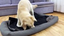 Funny animals #funny animals video #comedy#funny Dog #funny cat