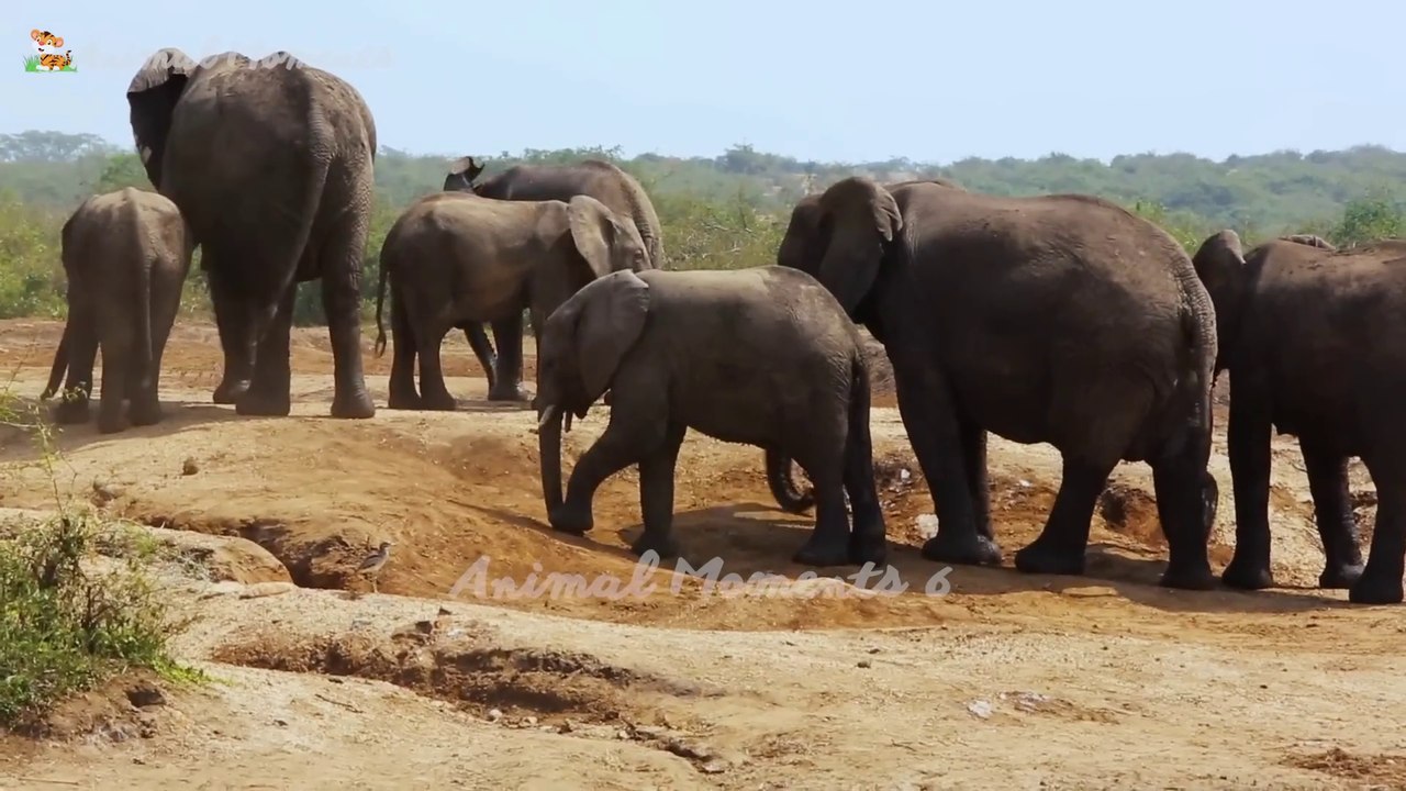 Cute little animals - Duck, Chicken, Pig, Goat - Familiar animals