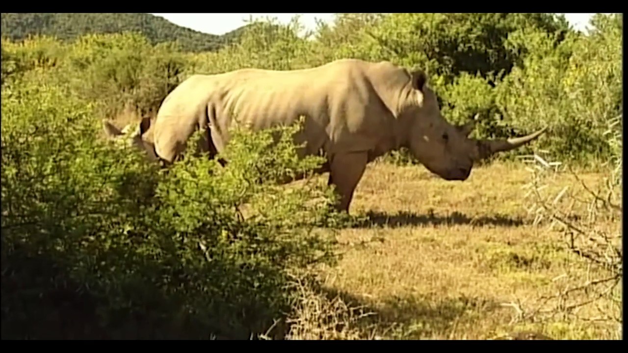 Shamwari safari