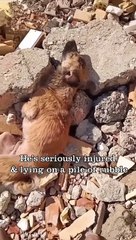 子犬は車にひかれて重傷を負い、レンガの瓦礫の上に放置されてゆっくりと死んでいった。