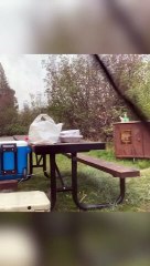 面白いクマが朝食のためにキャンプ場に乱入。