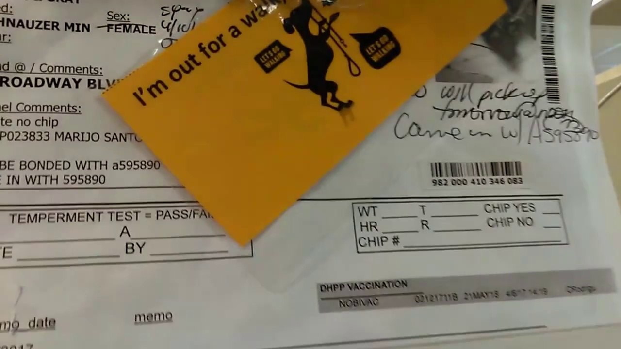 Old film❤️Addison 8y A595890 'Smally' 8y A595891(Some Bilbo Relatives, from my childhood over 40yrs ago) Schnauzers kennel 185 Pima Animal Care Center❤️4000 N. Silverbell Tucson AZ 4-11-2017Adopted4-11-2017