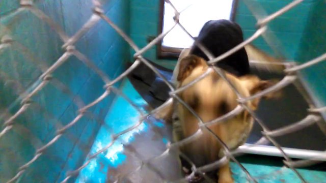 Old film❤️Dutch 2y Pet Id 839438 German Shepherd Humane Society of Southern Arizona❤️3450 N. Kelvin Tucson AZ 520-327-6088 on 4-19-2017Adopted6-16-2017