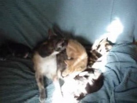 2008 04 12 Vidéo des Papillon et Blanco avec leurs chatons