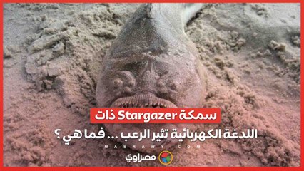 سمكة Stargazer ذات اللدغة الكهربائية تثير الرعب ... فما هي ؟